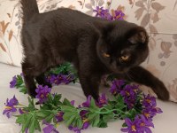 Kehribar göz siyah dişi british shorthair
