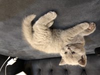 British shorthair lilac