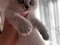 Yavru british shorthair kedilerimiz sahiplendirilecek