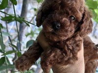 Teacup premium poodle yavrularımız