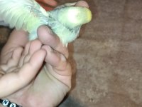 ev üretimi yavru muhabbet kuşları