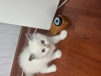 Tatlı pati kediler