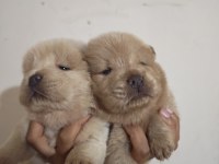 Çok Sevimli ve Oyuncu Chow Chow Yavrularımız