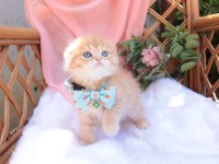 Top Kafa Scottish Fold Erkek Yavru