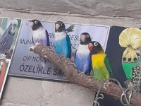 Yavru cennet papağanları