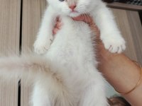 British shorthair yavru