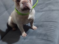 Lilac tan platinium french bulldog