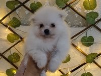 Pomeranian boo yavrularım