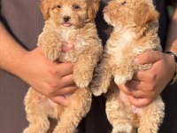 Büyemeyen Aşılı Çiş Eğitimli Maltipoo Bebekler