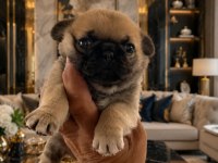 Pug Mobs Yavrularımız