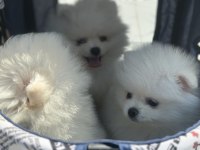 Ultra kalite pomeranian yavrularımız