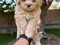 Sağlık ve ırk garantili Maltipoo yavrularımız 