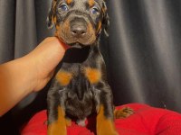 Safkan veterinerden garantili doberman yavruları