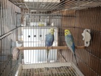 Rainbow ve şov muhabbet kuşlar