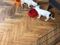 Jack russell yavruları