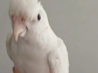 Evcil oyun hamuru sultan papağanı