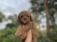 Toy Poodle bebekler