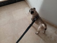 Acil Safkan Temiz Pug