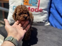 Petmode köpek çiftliğinde ziyarete açık toy poodle