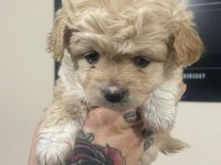 Bebişlerim kore anne kore babadan olma safkan maltipoo