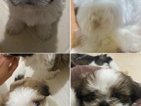 2 aylık erkek shih tzu bebekleri yarı fiyatına veriyoruz