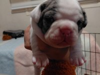 MERLE PİED ERKEK FRENCH BULLDOG