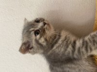 Dişi Scottish Fold yavrumuz yeni yuvasına gitmeye hazır