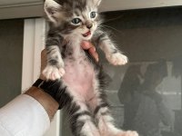 Maine coon kedi
