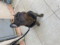 1 Yaşında Blue Egzotik French Bulldog