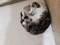 Acil kedi