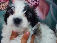 Yakışıklı Şampiyon Maltese Terrier