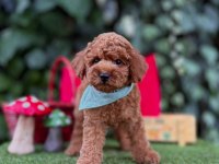 Safkan Toy Poodle Yavrularımız