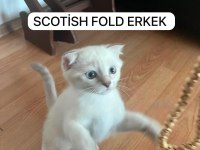 Scottish Fold Değerinin Altında Verilecek