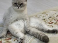 3 Yaşında Scottish Fold Dişi