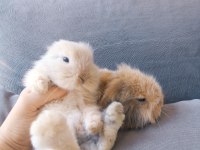 Yavru lop tavsanlar