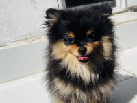 4 aylık güzeller pomeranian boo