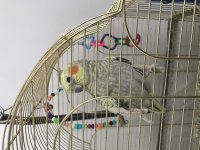 Dişi pearl sultan papağanı