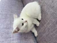 2 aylık scottish fold yavrular