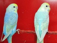 Rainbow muhabbet kuşu yavruları 2025