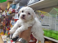 Maltese terrier köpeği