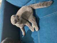 Balıkesir Merkez Scottish Fold 10 aylık