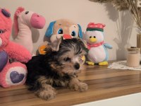 Küt burun tea cup erkek yorkshire terrier yavrumuz