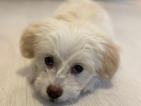 Maltese Terrier 3 Aylık Köpeği