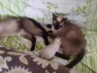 Siyam kedisi stk