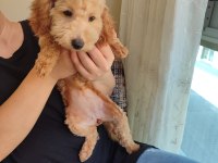 Toy Poodle Dişi