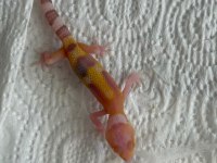 Leopard gecko