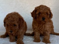 Toy poodle yavruları