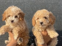 Bu güzel maltipoo yavrulardan sizinde olmasın mı?