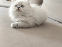 British longhair kedimiz denizli
