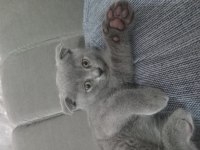 Scottish Fold Erkek Yavrumuz